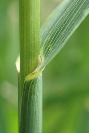 Bromus inermis \ Grannenlose Trespe, D Heidelberg 2.6.2018