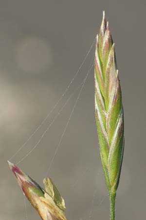 Festuca arundinacea \ Rohr-Schwingel / Tall Fescue, D Weinheim an der Bergstraße 30.9.2018