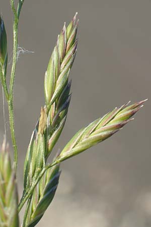 Festuca arundinacea \ Rohr-Schwingel / Tall Fescue, D Weinheim an der Bergstraße 30.9.2018