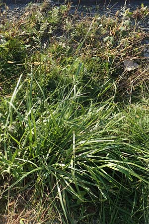 Festuca arundinacea \ Rohr-Schwingel / Tall Fescue, D Weinheim an der Bergstraße 30.9.2018