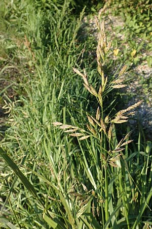 Festuca arundinacea \ Rohr-Schwingel / Tall Fescue, D Weinheim an der Bergstraße 30.9.2018