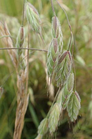 Bromus commutatus \ Wiesen-Trespe, Verwechselte Trespe / Meadow Brome, D Münzenberg 22.6.2019