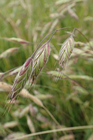 Bromus commutatus \ Wiesen-Trespe, Verwechselte Trespe / Meadow Brome, D Münzenberg 22.6.2019