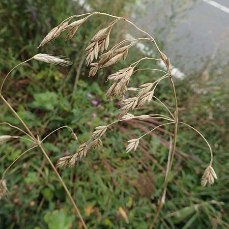 Bromus catharticus \ Purgier-Trespe, Pampas-Trespe / Rescue Brome, D Weinheim an der Bergstraße 9.8.2019