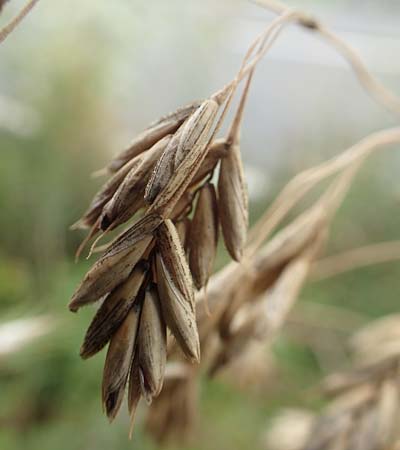 Bromus catharticus \ Purgier-Trespe, Pampas-Trespe / Rescue Brome, D Weinheim an der Bergstraße 9.8.2019