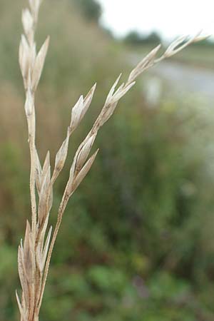 Bromus catharticus ? \ Purgier-Trespe, Pampas-Trespe / Rescue Brome, D Weinheim an der Bergstraße 9.8.2019