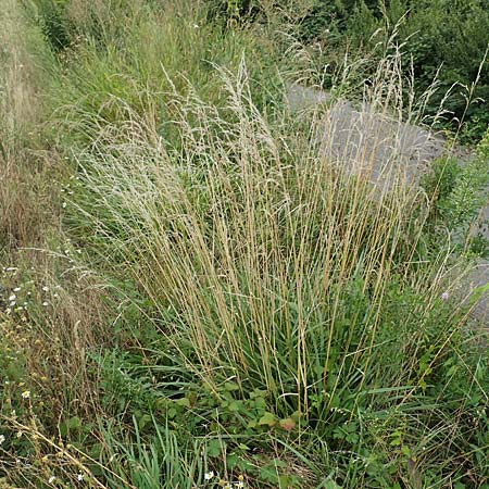 Bromus catharticus ? \ Purgier-Trespe, Pampas-Trespe / Rescue Brome, D Weinheim an der Bergstraße 9.8.2019