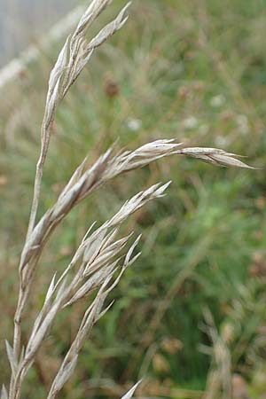 Bromus catharticus ? \ Purgier-Trespe, Pampas-Trespe / Rescue Brome, D Weinheim an der Bergstraße 9.8.2019