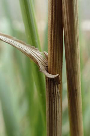 Bromus catharticus ? \ Purgier-Trespe, Pampas-Trespe / Rescue Brome, D Weinheim an der Bergstraße 9.8.2019