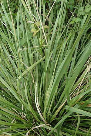 Bromus catharticus ? \ Purgier-Trespe, Pampas-Trespe / Rescue Brome, D Weinheim an der Bergstraße 9.8.2019