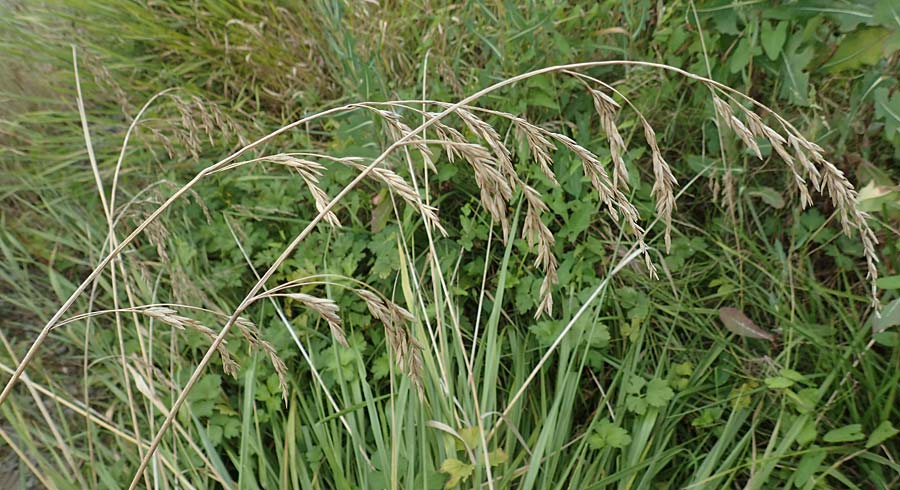 Bromus catharticus ? \ Purgier-Trespe, Pampas-Trespe / Rescue Brome, D Weinheim an der Bergstraße 9.8.2019