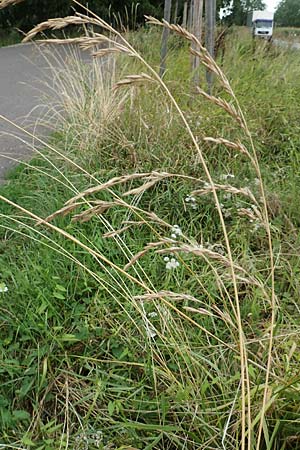 Bromus catharticus ? \ Purgier-Trespe, Pampas-Trespe / Rescue Brome, D Weinheim an der Bergstraße 9.8.2019