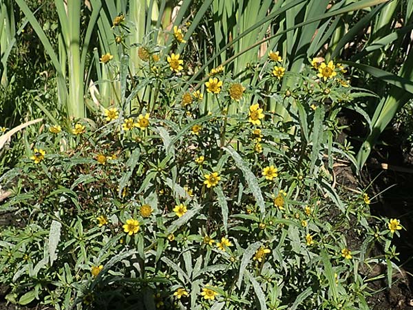 Bidens cernua \ Nickender Zweizahn / Nodding Bur-Marigold, D Burghaun 8.9.2020