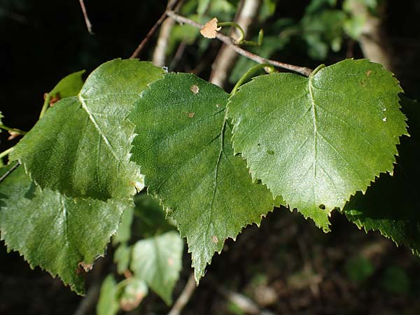 Betula pubescens \ Moor-Birke, Flaum-Birke / Downy Birch, D Eifel, Blankenheim 19.6.2022