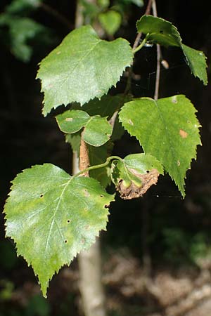 Betula pubescens \ Moor-Birke, Flaum-Birke / Downy Birch, D Eifel, Blankenheim 19.6.2022