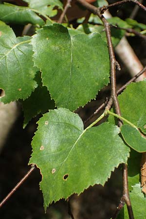 Betula pubescens \ Moor-Birke, Flaum-Birke, D Eifel, Blankenheim 19.6.2022