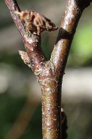 Betula pubescens / Downy Birch, D Eifel, Blankenheim 19.6.2022