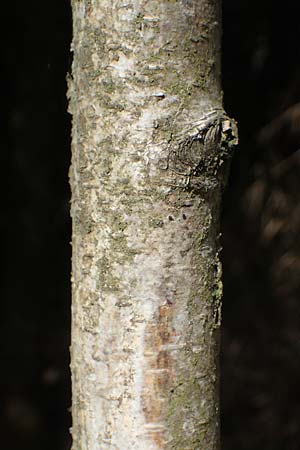 Betula pubescens \ Moor-Birke, Flaum-Birke, D Eifel, Blankenheim 19.6.2022