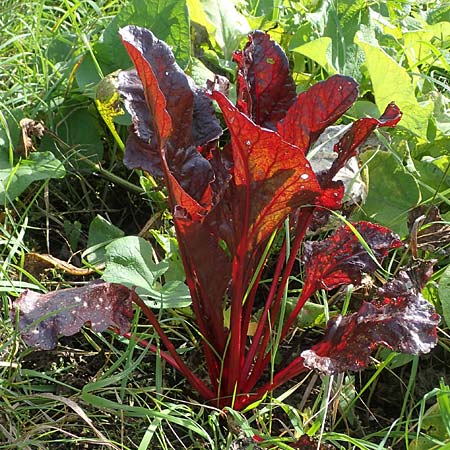 Beta vulgaris subsp. cicla \ Mangold, D Römerberg 6.10.2022