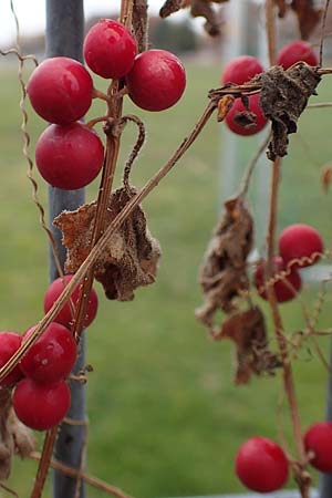 Bryonia dioica \ Rotfrchtige Zaunrbe / Red-Berried Bryony, D Weinheim an der Bergstraße 10.11.2018