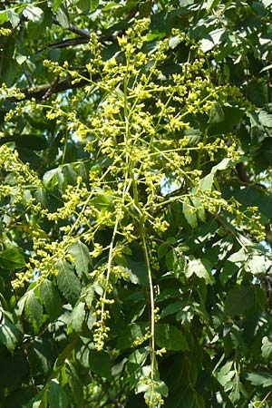 Koelreuteria paniculata \ Rispiger Blasenbaum, Blasen-Esche, D Mannheim 7.6.2015