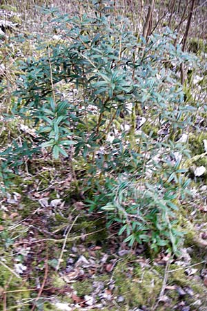 Berberis julianae \ Groblttrige Berberitze, Julianes Berberitze / Juliane's Barberry, D Alsbach 19.3.2015