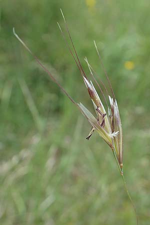 Helictotrichon pubescens \ Flaumiger Wiesenhafer, D Lorch am Rhein 9.5.2018