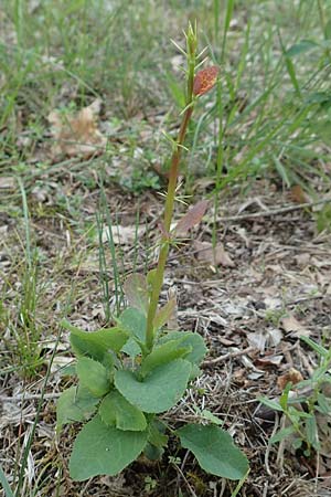 Berberis vulgaris \ Berberitze, Sauerdorn / Barberry, D Grißheim 18.6.2019