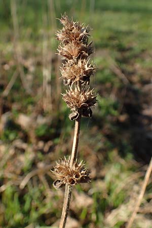 Betonica officinalis \ Echte Betonie, Heil-Ziest / Betony, D Odenwald, Rimbach 10.4.2020