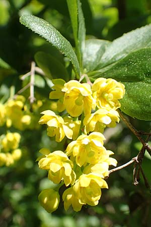 Berberis vulgaris \ Berberitze, Sauerdorn / Barberry, D Grünstadt-Asselheim 26.4.2020