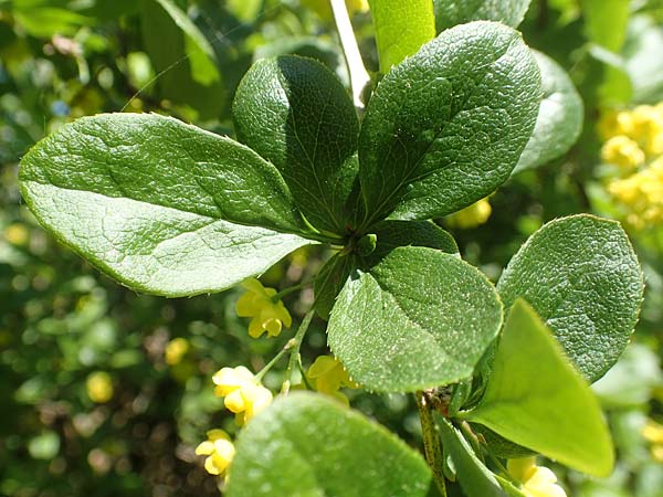 Berberis vulgaris \ Berberitze, Sauerdorn / Barberry, D Grünstadt-Asselheim 26.4.2020