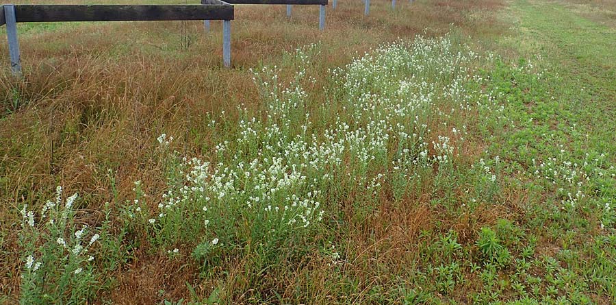 Berteroa incana \ Graukresse / Hoary Alyssum, D Hockenheim 24.6.2021