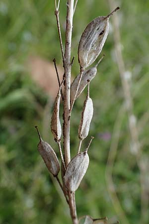 Berteroa incana / Hoary Alyssum, D Hockenheim 26.4.2023