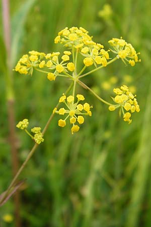 Bupleurum falcatum \ Langblttriges Hasenohr, Sichelblttriges Hasenohr, D Grettstadt 18.7.2015