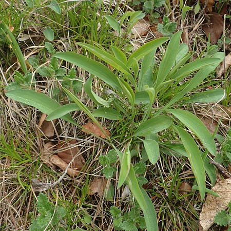 Bupleurum falcatum \ Langblttriges Hasenohr, Sichelblttriges Hasenohr, D Waldshut-Tiengen 1.5.2019