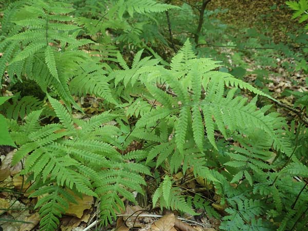 Phegopteris connectilis \ Buchen-Lappen-Farn / Beech Fern, D Odenwald, Weschnitz 24.6.2020