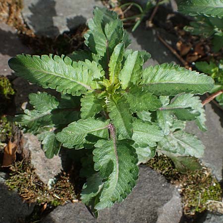 Bidens triplinervia var. macrantha \ Dreinerviger Zweizahn, D Essen 9.8.2021