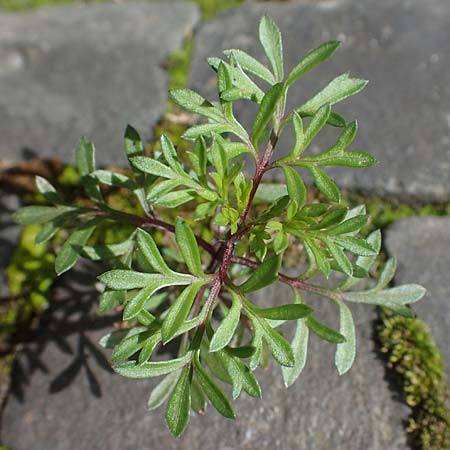 Bidens triplinervia var. macrantha \ Dreinerviger Zweizahn, D Essen 9.8.2021