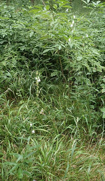 Adenophora liliifolia \ Lilienblttrige Becherglocke, Wohlriechende Schellenblume, D Wallersdorf 25.7.2015