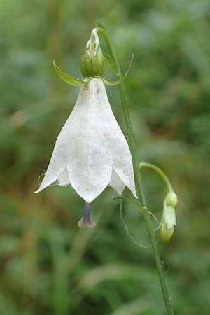 Adenophora liliifolia \ Lilienblttrige Becherglocke, Wohlriechende Schellenblume, D Wallersdorf 25.7.2015