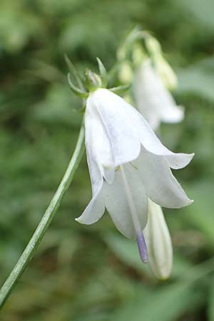 Adenophora liliifolia / Common Ladybell, D Wallersdorf 25.7.2015