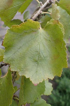 Corylus colurna \ Baum-Hasel / Turkish Hazel, D Mannheim 14.9.2017