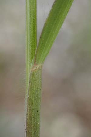 Bromus hordeaceus agg. \ Weiche Trespe / Soft Brome, D Mannheim 24.4.2022