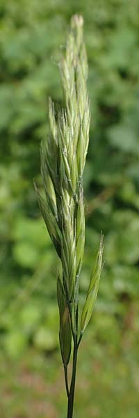 Bromus hordeaceus agg. \ Weiche Trespe / Soft Brome, D Aachen 19.6.2022