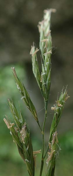 Bromus hordeaceus agg. \ Weiche Trespe / Soft Brome, D Aachen 19.6.2022