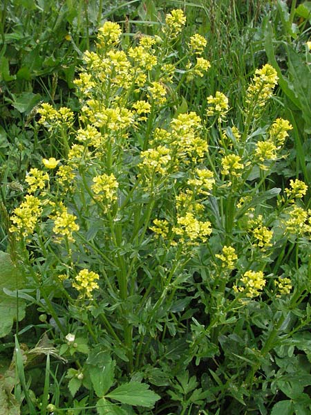 Barbarea intermedia \ Mittleres Barbarakraut / Medium-Flowered Winter Cress, D Schwarzwald/Black-Forest, Feldberg 18.5.2007