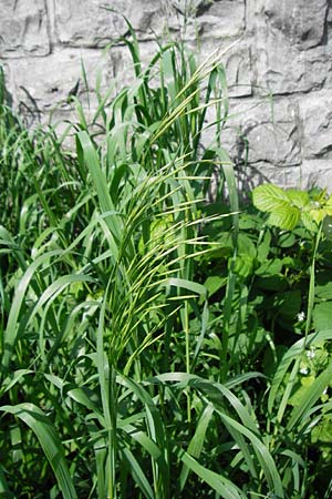 Bromus inermis \ Grannenlose Trespe / Hungarian Brome, D Sinsheim 15.5.2015