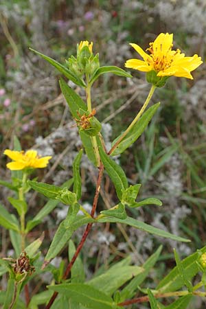 Guizotia abyssinica \ Ramtillkraut, Nigersaat / Niger, Gingelli, D Mosbach-Eisenbusch 8.9.2015