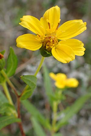 Guizotia abyssinica \ Ramtillkraut, Nigersaat, D Mosbach-Eisenbusch 8.9.2015