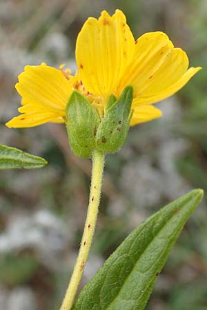 Guizotia abyssinica \ Ramtillkraut, Nigersaat, D Mosbach-Eisenbusch 8.9.2015